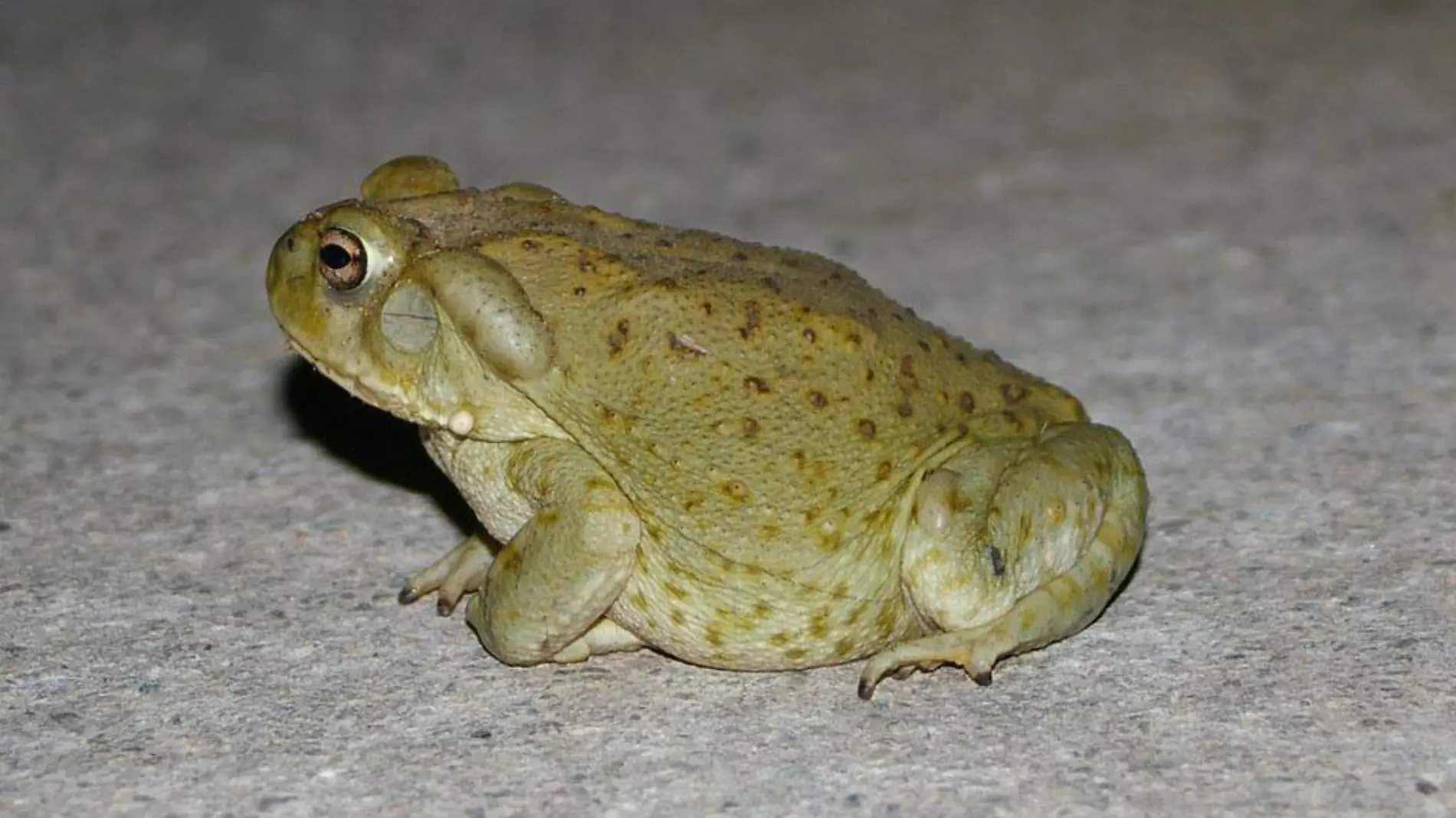 Sapo del desierto de Sonora